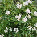 30419-ulfborg-kaprifolievej-30 別荘 *